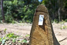 wood