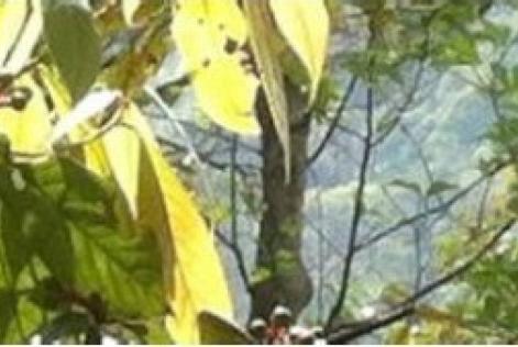 FSC第四次年度论坛